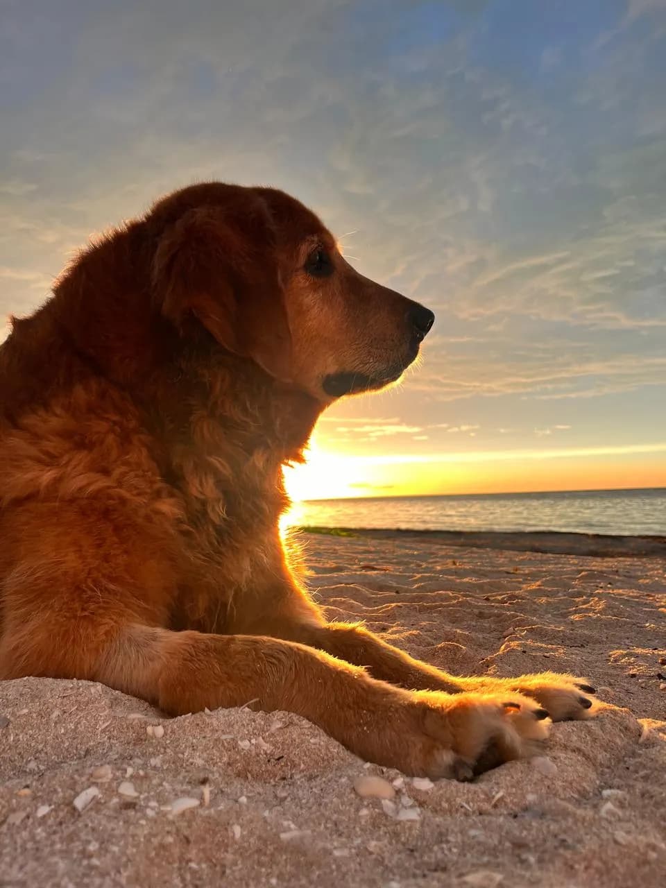 Duelo por mascota - Tu dolor es válido.